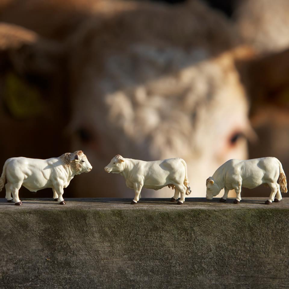 Britains Charolais Cows 43240