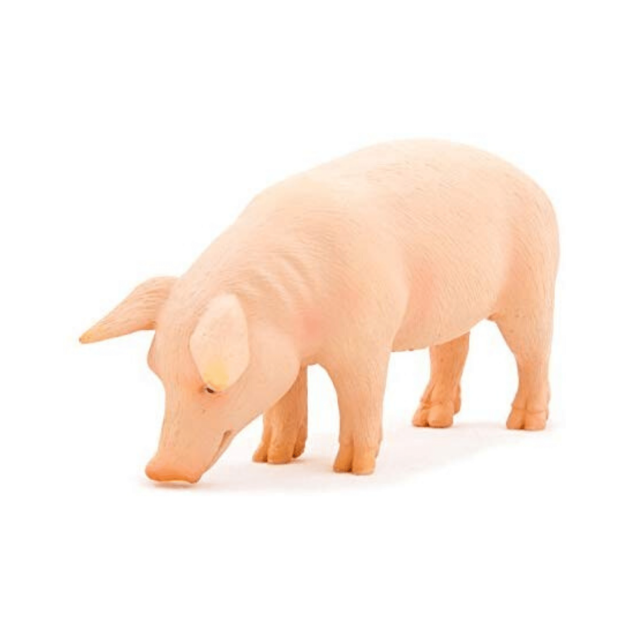 Boar Animal Planet 387080