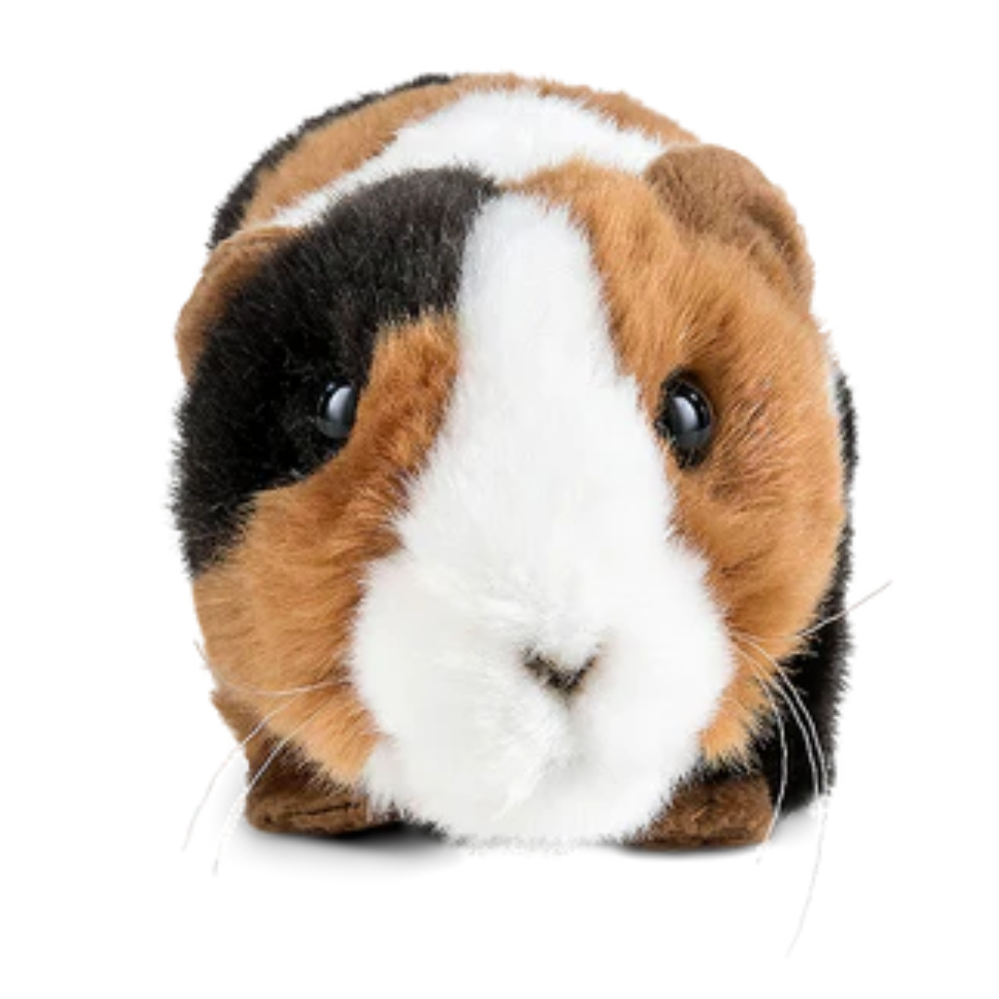 Cuddly toy shop guinea pig