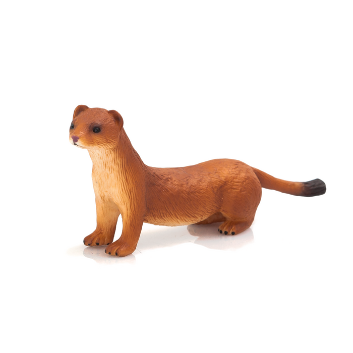Stoat Animal Planet 387187