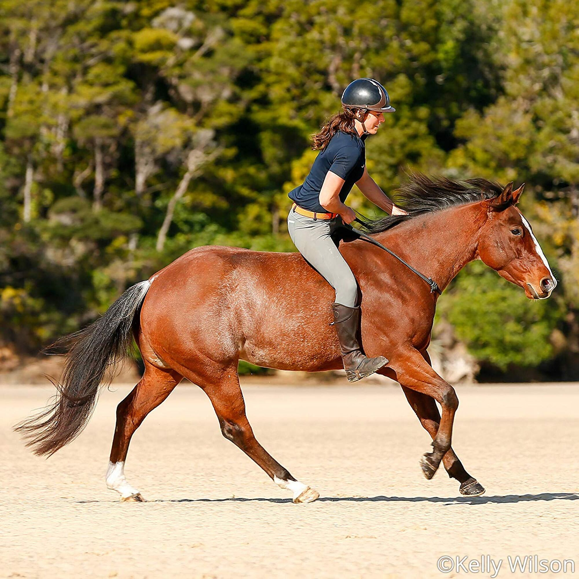 Vicki Wilson's Kentucky American Quarter Horse