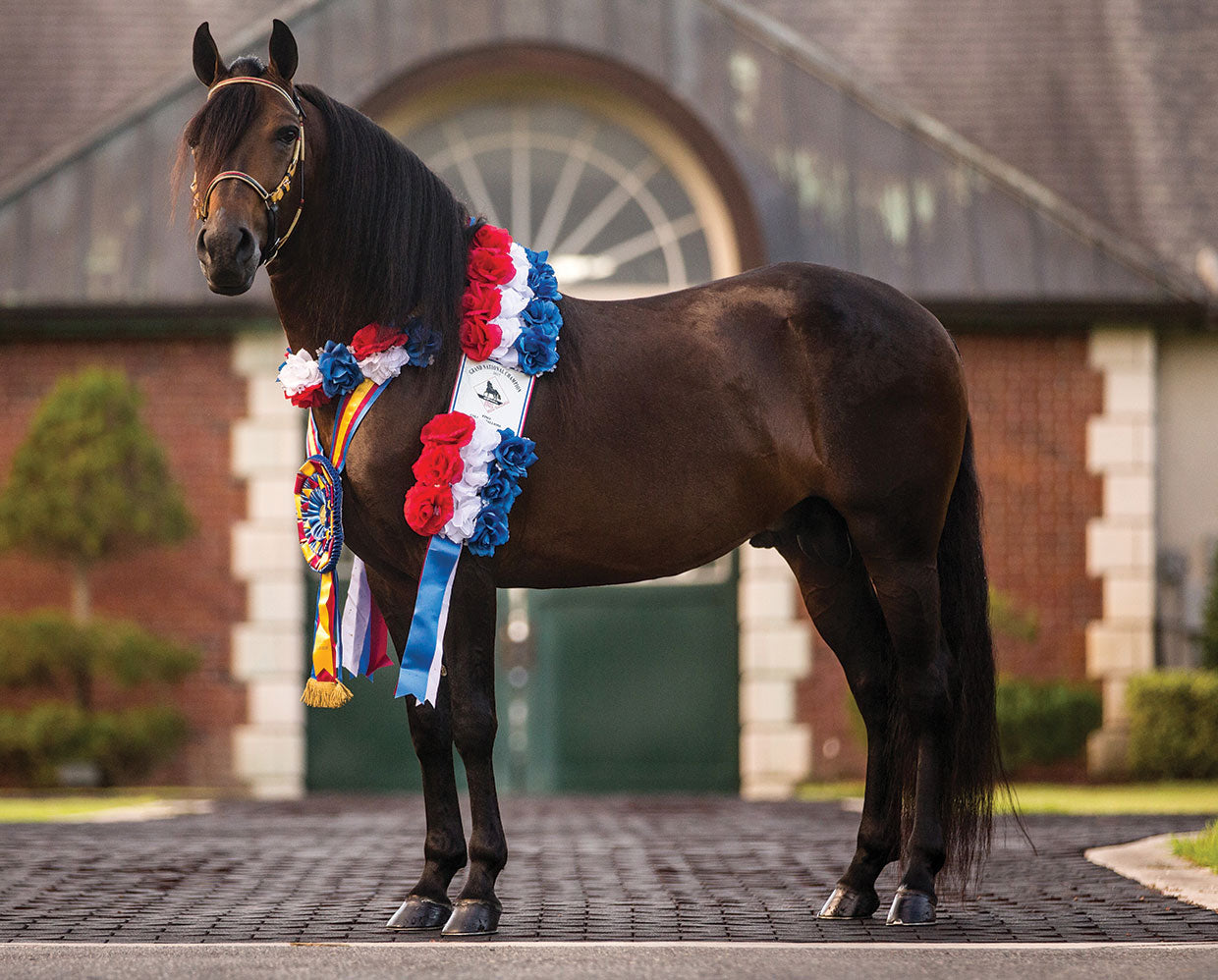 Vivaldi de Besilu Horse