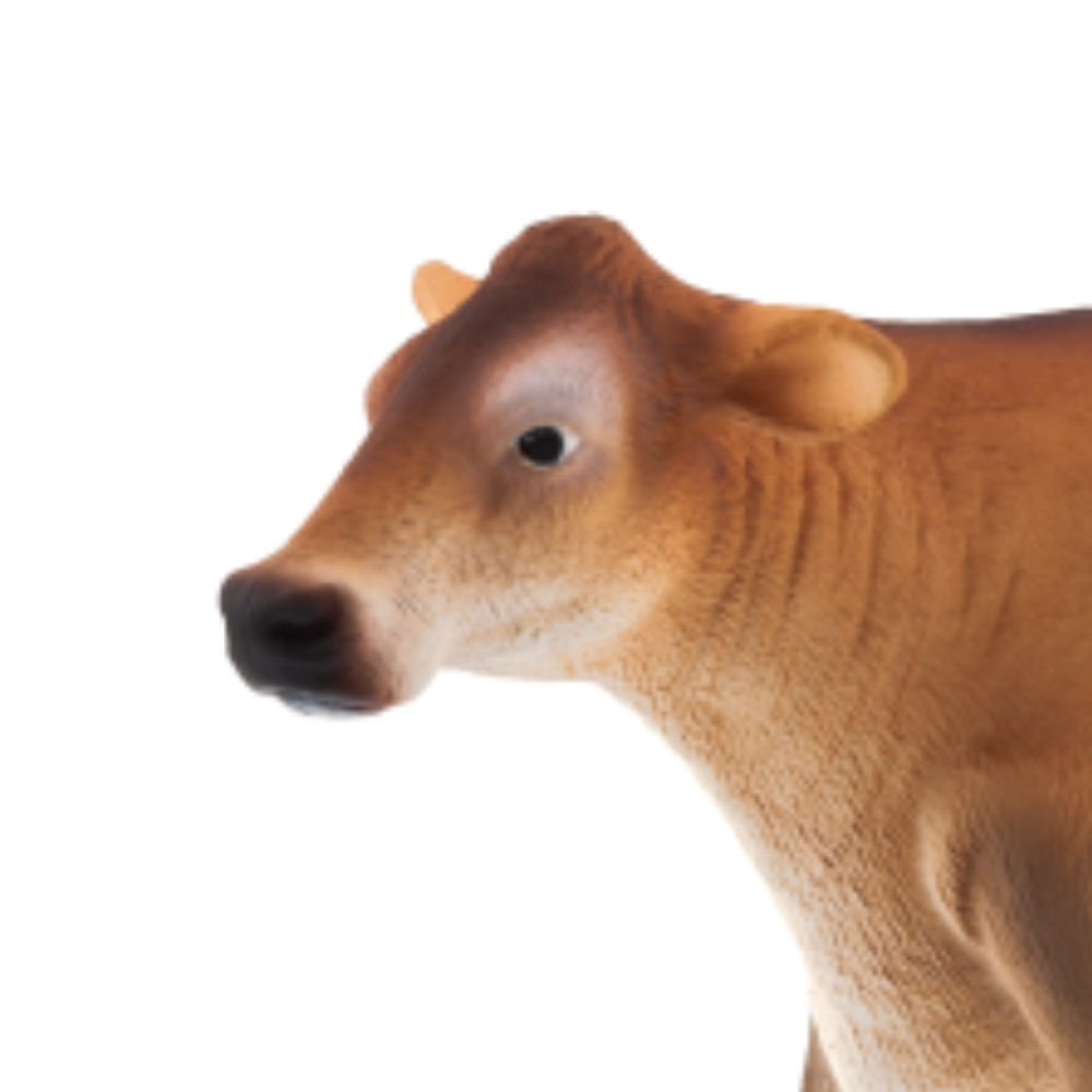 Mojo Jersey Cow