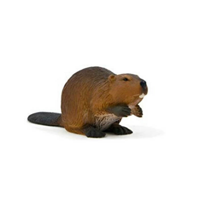 Beaver Animal Planet 387078