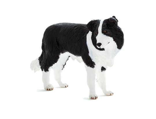 Border Collie Animal Planet