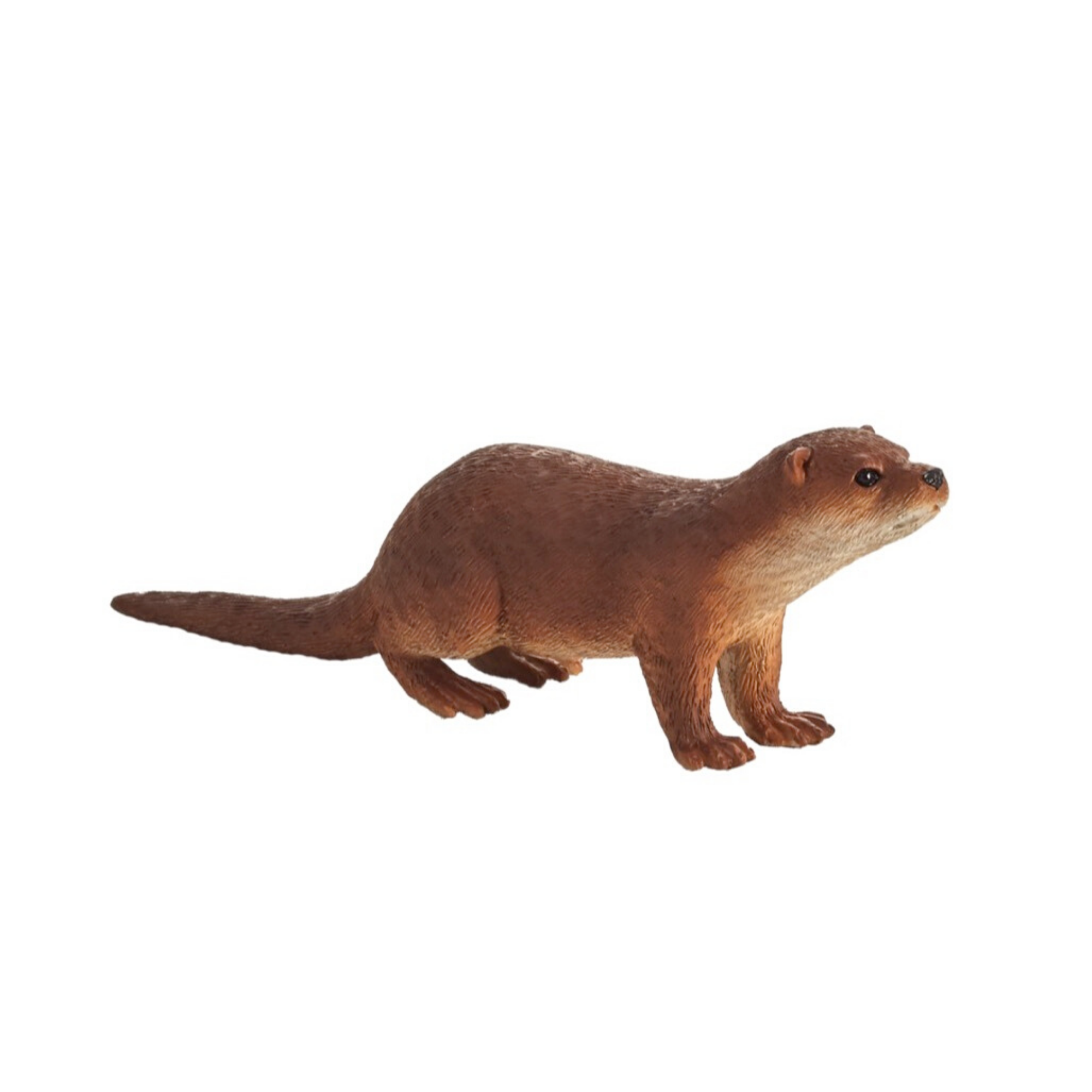 Common Otter Animal Planet 387128