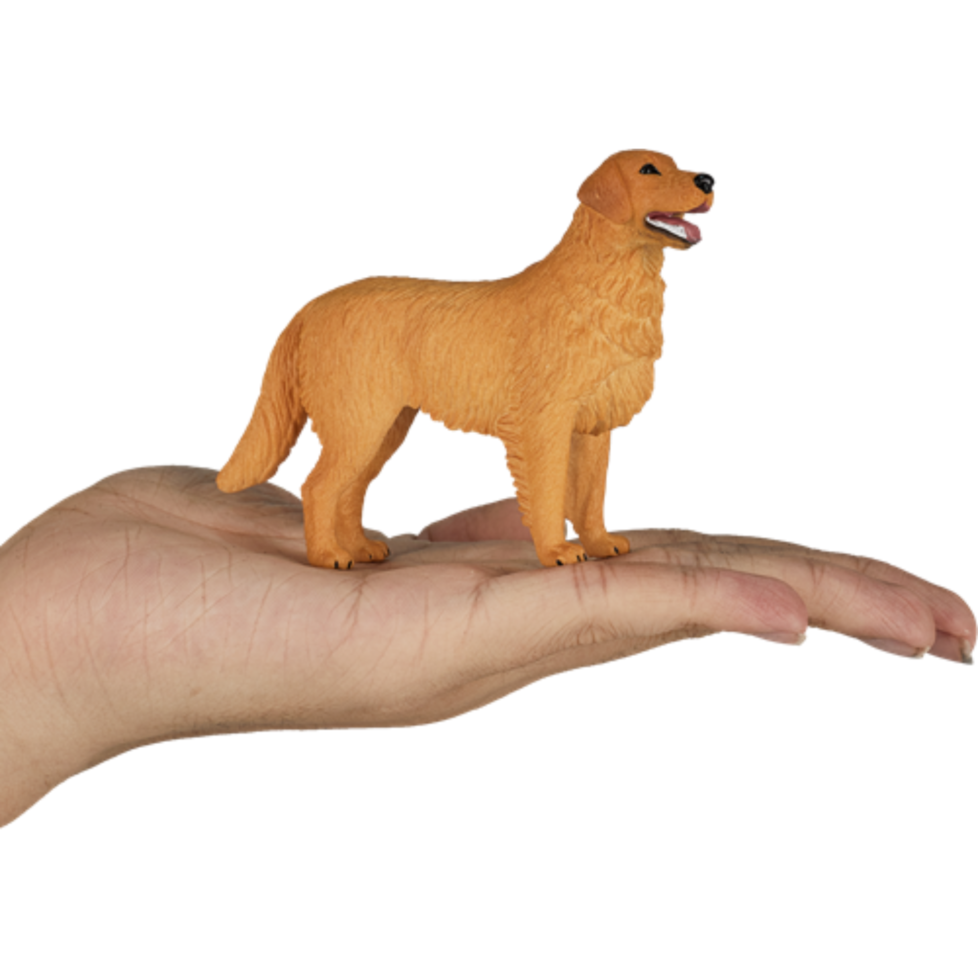 Mojo Golden Retriever 387198