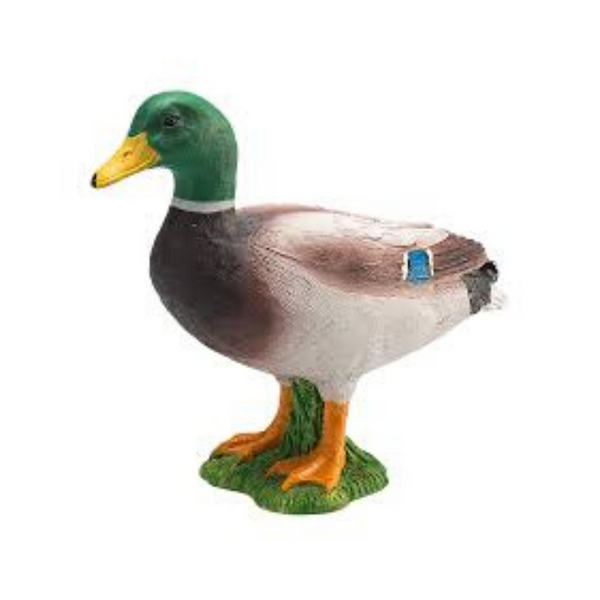 Male Mallard Duck Animal Planet