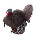 Male Turkey Animal Planet 387285