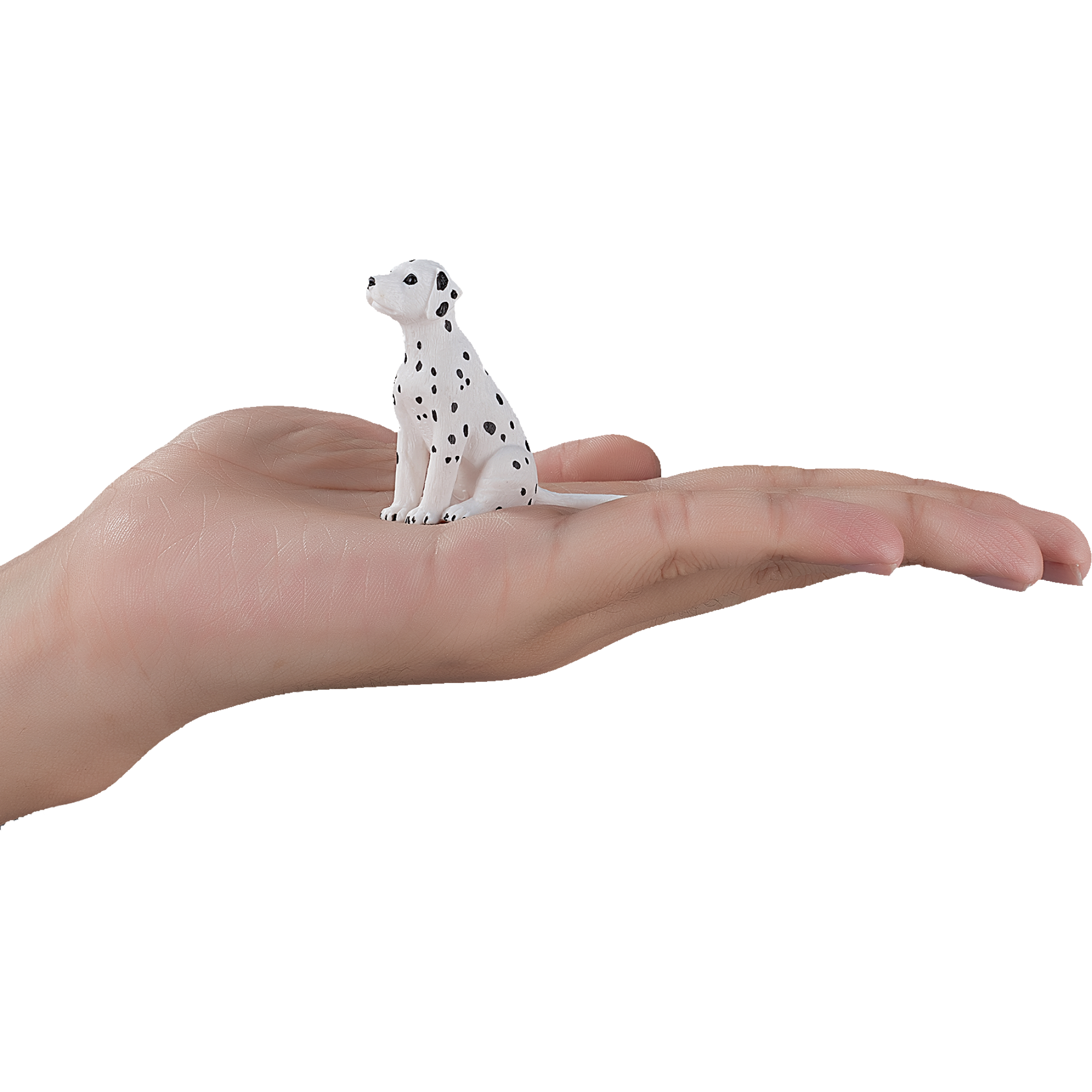 Mojo Dalmatian Puppy 387249