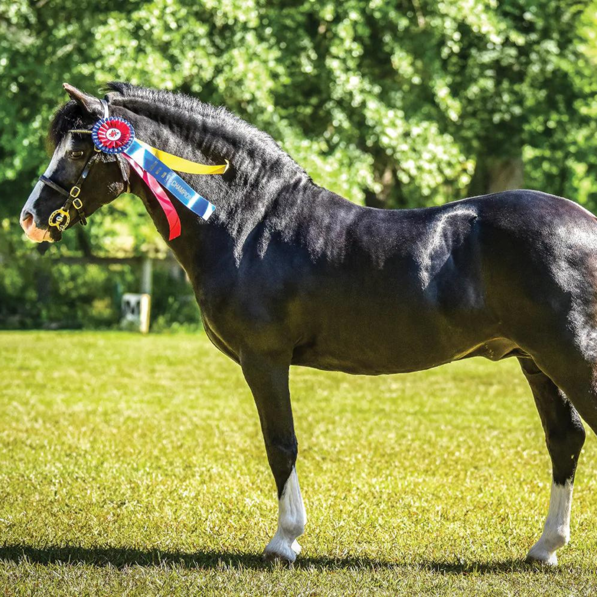 Breyer Traditional Nistar Blazing Kansas & GTF Blazing Ethel 1857