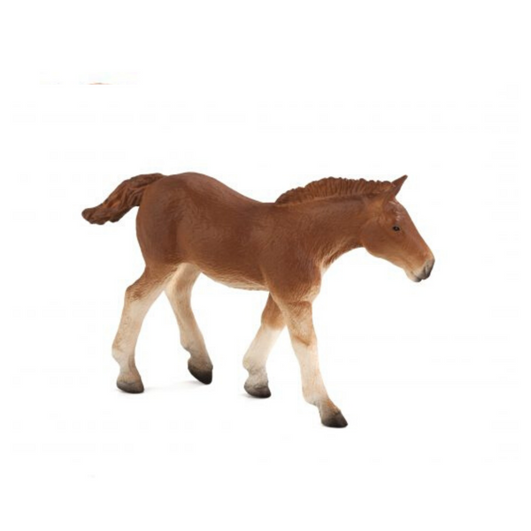 Suffolk Punch Foal Animal Planet 387196